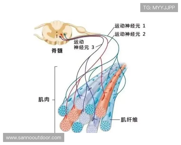 武汉攀岩队力量表现数据分析揭示训练效果与运动员潜力